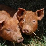 Raising Your Own Pigs for Pork, Bacon & Sausages