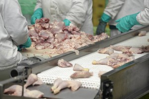 Processing Factory Chickens