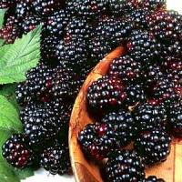Blackberry Wine Recipe