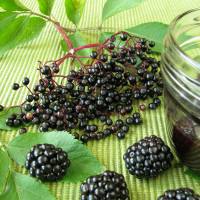 Blackberry and Elderberry Wine Recipe