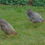 Starting Keeping Hens - A Basic Guide