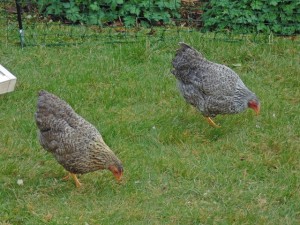 Hens Pecking in Garden