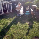 Keeping Chickens on a Budget - Feeding, Watering & Protecting Your Hens