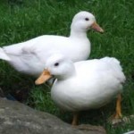 Best Duck Breeds for Home Back Garden Keepers