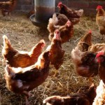 Keeping Chickens for Meat - Costs & Returns - The Economics