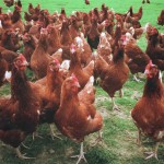 Keeping Chickens for Meat, Table Birds Best Chicken Breeds