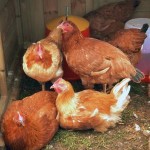 Keeping Hens Healthy, Preventing Poultry Disease, Ailments