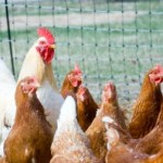 Keeping Chickens for Meat - Raising & Feeding Table Birds