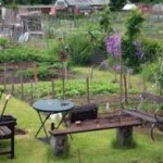 Why Grow Your Own Vegetables & Fruit