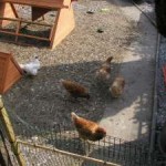 Back Garden Chicken Keeping - Hens at Home in the Garden
