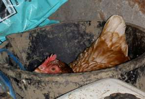 Chicken Nesting in Bucket