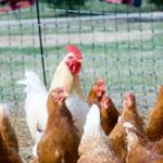 Low Cost Hens - Feeding Frugally
