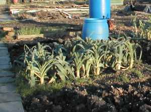 Vegetable & Fruit January Growing Guide