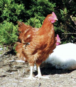 Sasso Table Breed of Chicken