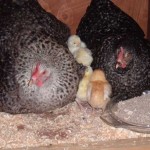 Incubating Chickens & Ducks