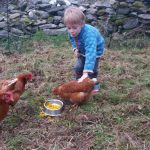 7 Important Things You Need To Take Care Of Chickens