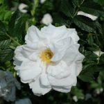 White Garden Roses: Best Varieties, Tips for Growing and Caring